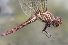 Orthemis schmidti