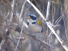 Arremon franciscanus