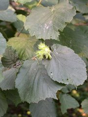 Corylus × colurnoides