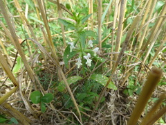 Stachys annua