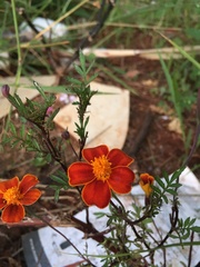 Tagetes patula