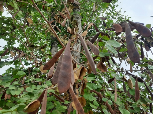 Bauhinia saccocalyx observed 2022-02-16