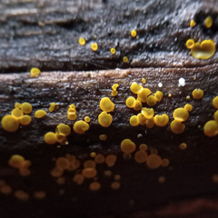 Orbilia xanthostigma