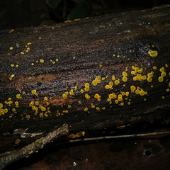 Orbilia xanthostigma