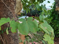 Bauhinia saccocalyx
