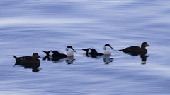 Somateria mollissima