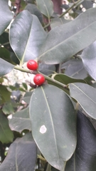 Ilex aquifolium