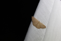 Cyclophora obstataria