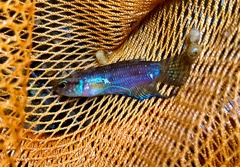 Betta stigmosa