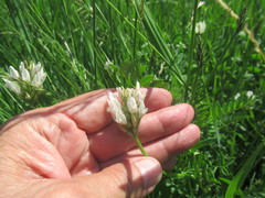Astragalus austrosibiricus