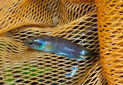 Betta stigmosa