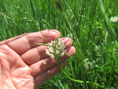 Astragalus austrosibiricus