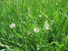 Astragalus austrosibiricus