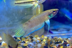 Betta stigmosa