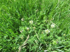 Astragalus austrosibiricus