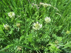 Astragalus austrosibiricus