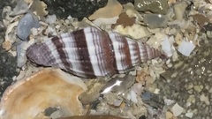 Costellariidae