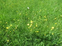 Ranunculus propinquus