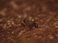 Pheidole