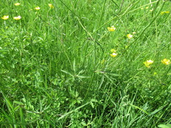 Ranunculus propinquus
