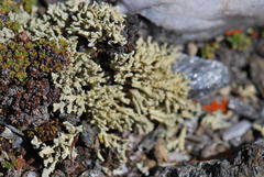 Allocetraria madreporiformis