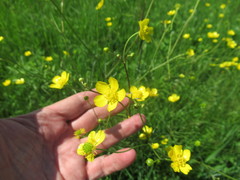 Ranunculus propinquus