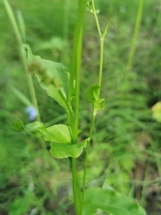 Rumex acetosa