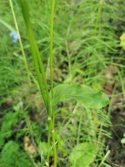 Rumex acetosa