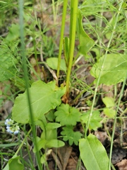 Rumex acetosa
