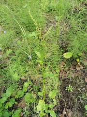 Rumex acetosa