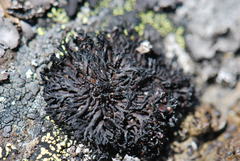 Cornicularia normoerica