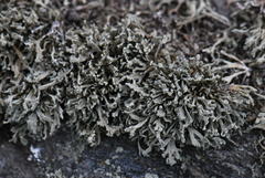 Ramalina capitata