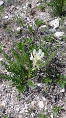 Oxytropis muricata