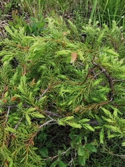 Juniperus communis