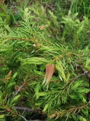 Juniperus communis