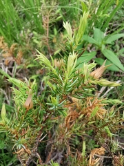 Juniperus communis