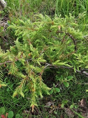 Juniperus communis