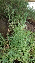 Suaeda australis