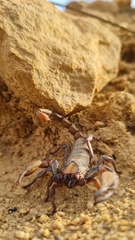 Opistophthalmus