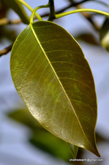 Tracheophyta