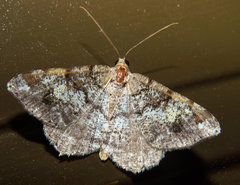 Macaria granitata