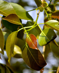 Tracheophyta