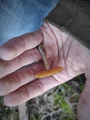 Pluteus
