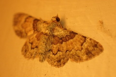 Gymnoscelis derogata