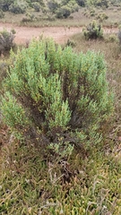 Tecticornia arbuscula