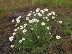 Tripleurospermum hookeri