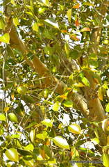 Tracheophyta