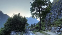 Nyholmiella gymnostoma