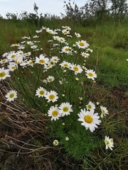 Tripleurospermum hookeri
