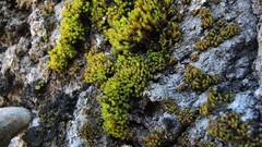 Nyholmiella gymnostoma